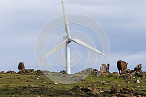 Wild horses grazing in front of the blades of a wind power turbine