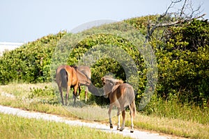 Wild horses grazing on grass off of path walking toward beach
