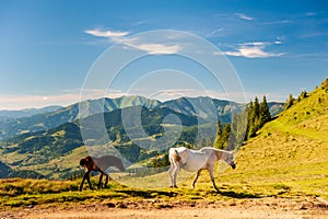 Wild horses grazing on grass with veiw of Maramures ridge from Rodna Mountains, Muntii Rodnei National Park, Romania, Romanian