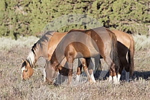 Wild Horses Grazing on a Lazy Day