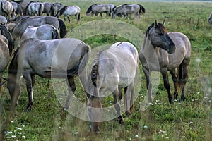 Wild horses grazing in the meadow on foggy summer morning