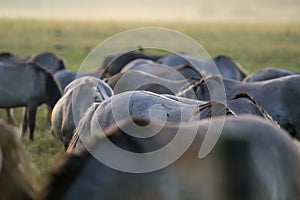 Wild horses grazing in the meadow on foggy summer morning