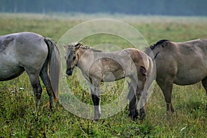 Wild horses grazing in the meadow on foggy summer morning