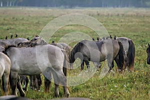 Wild horses grazing in the meadow on foggy summer morning