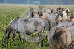 Wild horses grazing in the meadow on foggy summer morning