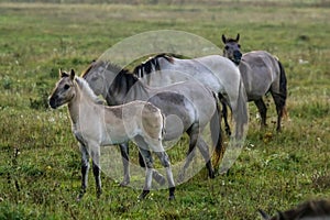 Wild horses grazing in the meadow on foggy summer morning