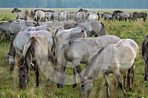 Wild horses grazing in the meadow on foggy summer morning