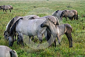 Wild horses grazing in the meadow on foggy summer morning