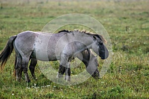 Wild horses grazing in the meadow on foggy summer morning