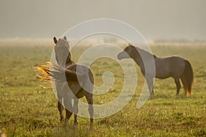 Wild horses grazing in the meadow on foggy summer morning