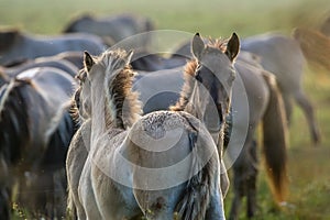 Wild horses grazing in the meadow on foggy summer morning