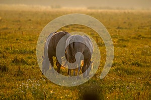 Wild horses grazing in the meadow on foggy summer morning