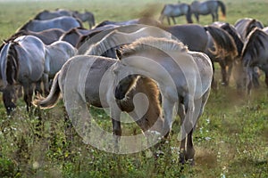 Wild horses grazing in the meadow on foggy summer morning