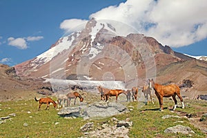 Wild horses grazing in the meadow of Mount Kazbek photo