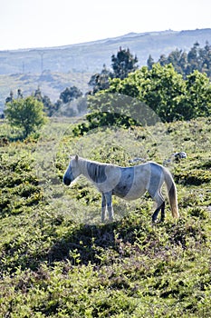 Wild horses grazing on a mountain photo