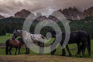 Wild horses is grazing near mountain forest landscape.