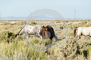 Wild horses grazing next to the Black Rock desert