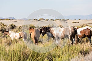 Wild horses grazing next to the Black Rock desert