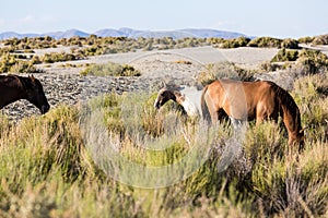 Wild horses grazing next to the Black Rock desert