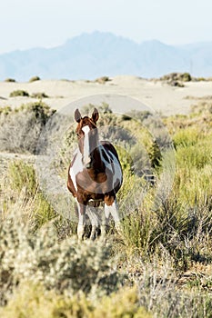 Wild horses grazing next to the Black Rock desert