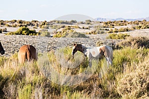 Wild horses grazing next to the Black Rock desert
