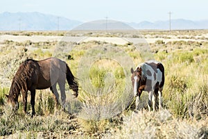 Wild horses grazing next to the Black Rock desert