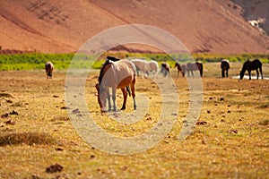 Wild horses grazing photo