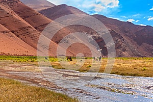 Wild horses grazing photo