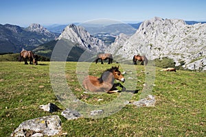 Wild horses grazing and resting on top of the mountain