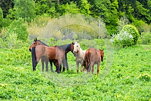 Wild horses grazing on rich green grass of mountain meadows