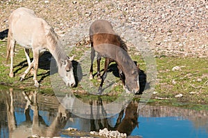 Wild Horses Grazing by River