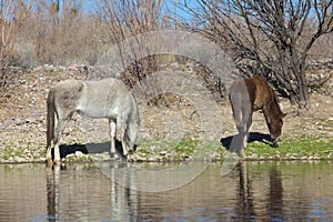 Wild Horses Grazing by the Salt River