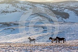 Wild horses grazing in the snow-covered steppe Tazheranskaya