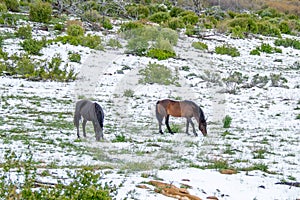 Wild Horses Equus ferus caballus photo