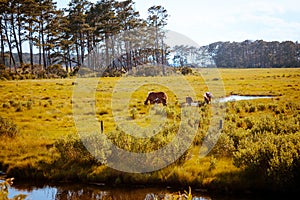 Wild horses grazing in the summer on Assateague Island Virginia