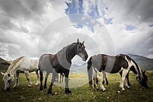 Wild horses - HDR