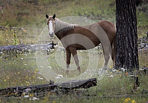 Wild Horses Heber Arizona September 2022