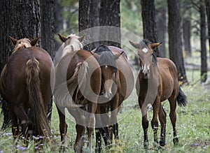 Wild Horses Heber Arizona September 2022