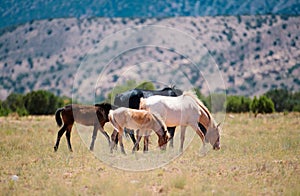 The wild horses. A herd of horses in the mountains.