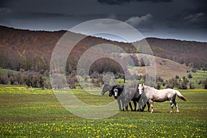 Wild horses herd on meadow. Spring mountains wild nature. Beautiful animals at summer rural green grass farm. Freedom ecology