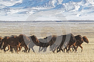 Herd of wild horses in the Mongolian steppe