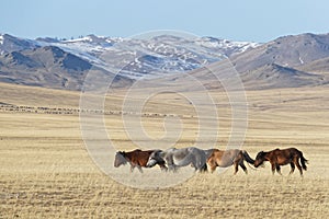 Wild horses herd in the steppe with white mountains