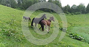 Wild Horses Herd Running