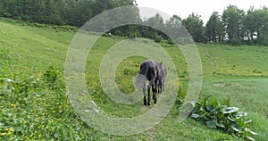 Wild Horses Herd Running