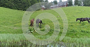 Wild Horses Herd Running