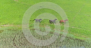 Wild Horses Herd Running