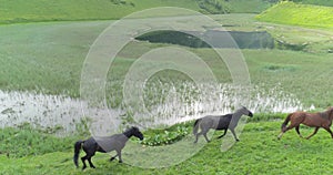 Wild horses herd running