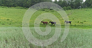 Wild Horses Herd Running