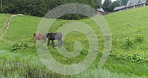 Wild Horses Herd Running