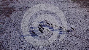 Wild horses herd running on meadow aerial fly over winter steppe with snow nature wild life beauty animals stallions